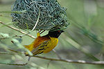 Thumbnail for Golden-backed weaver