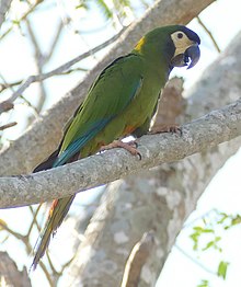 Golden-collared Macaw (Primolius auricollis) (cropped).jpg