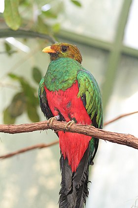 Quetzal-de-cabeça-dourada (P. auriceps)
