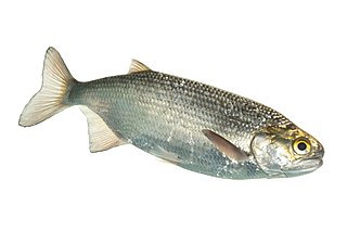 <span class="mw-page-title-main">Goldeye</span> Species of fish