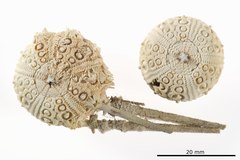 File:Goniocidaris australiae - ECH-000406 hab-ven.tif (Category:Echinodermata in the Natural History Museum of Denmark)