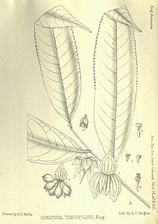 <i>Goniothalamus tenuifolius</i> species of plant in the family Annonaceae