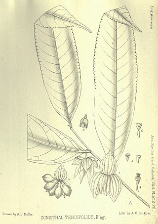 <i>Goniothalamus tenuifolius</i> Species of plant in the family Annonaceae