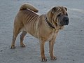 Miniatyrbild för Shar pei