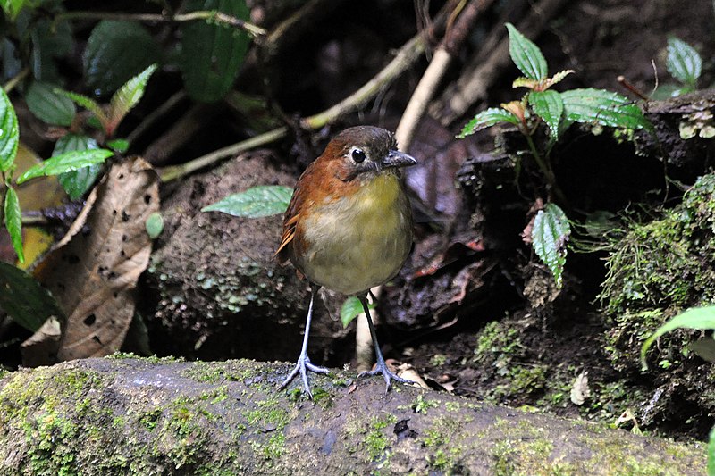 File:Grallaria flavotincta -Ecuador-8.jpg