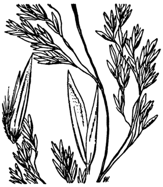 <i>Graphephorum</i> Genus of grasses