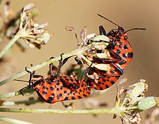 Graphosoma lineatum (mating)