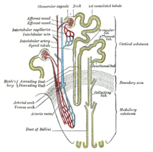 Proximal convoluted tubule Gray1128.png