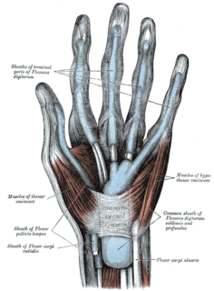 Flexor retinaculum of the hand A thickened fascia over the carpal tunnel