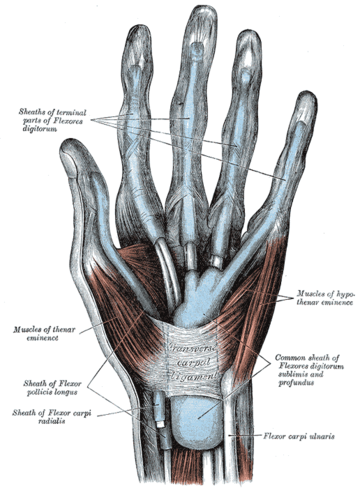 Flexor retinaculum of the hand