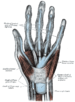 Tenar och hypotenar (rött) ovanför fingrarnas och handflatans synoviala senskidor (blått).