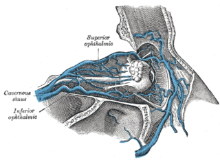 Superior ophthalmic vein Vein of the orbit around the eye