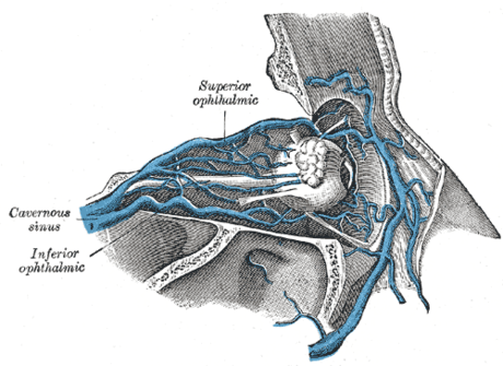 Vena central de la retina