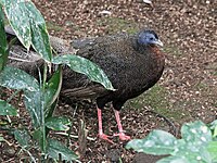 Argus, Great ♂ Argusianus argus