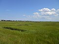 View of Great Marsh looking south from the Plum Island Turnpike. The distance on the left features part of the settled area; on the right, the federal reservation.