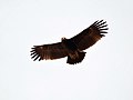 Great spotted Eagle I IMG 8300.jpg