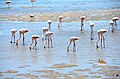 Rosaflamingos auf Nahrungssuche bei Walvis Bay (Namibia)