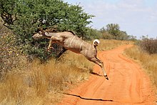 Cow jumping
Tswalu Kalahari Reserve, South Africa Greater kudu (Tragelaphus strepsiceros) cow jumping 2.jpg