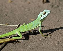 Green Crested Lizard (Bronchocela cristatella).jpg