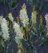 Grevillea integrifolia