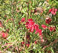 Miniatura para Grevillea lavandulacea