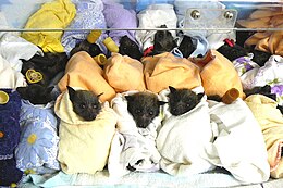 Abandoned grey-headed flying fox pups after a cyclone Greyheadedflyingfoxbabies2008canungra.jpg