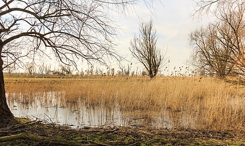 "Groep_bomen_in_verruigd_biotoop._Locatie,_Oostvaardersplassen_05.jpg" by User:Famberhorst