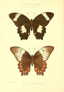 <i>Papilio inopinatus</i> Species of butterfly