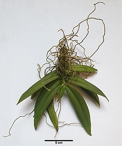 Grosourdya appendiculata (Blume) Rchb.f. mature specimen.jpg