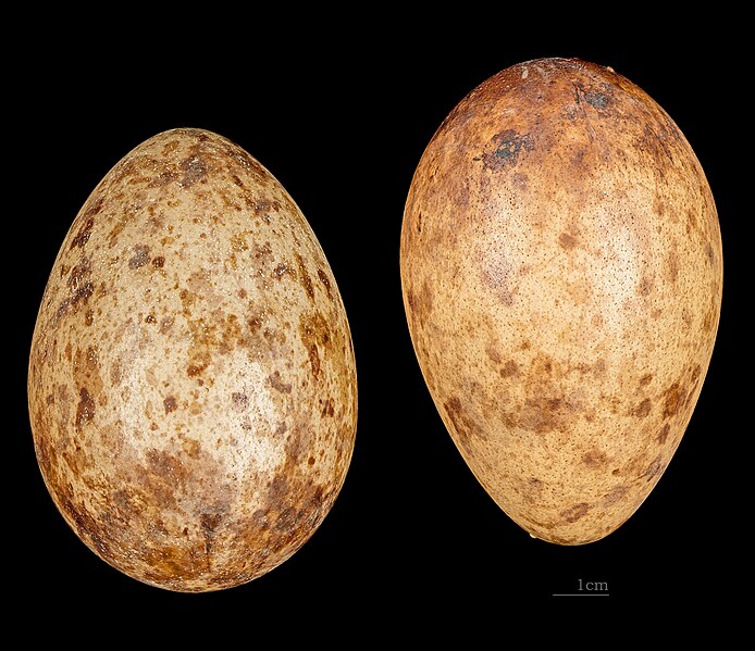 File:Grus paradisea MHNT 226 Afrique du Sud.jpg