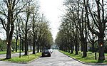 Double horse chestnut avenue (Aesculus hippocastanum)