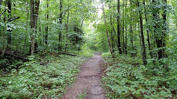 Guinea Pond Trail in the White Mountain National Forest