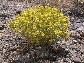 Billedbeskrivelse Gutierrezia sarothrae (3940108810) .jpg.