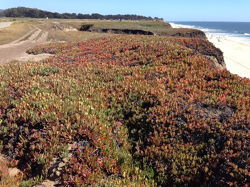 File:Half Moon Bay bluff and trail.jpg