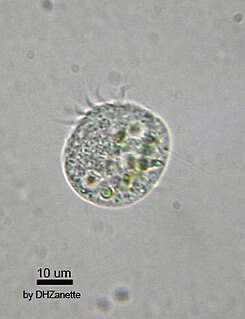 Oligotrich subclass of protozoans