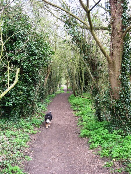 File:Halton Railway - The Footpath West of the Canal - geograph.org.uk - 1235769.jpg