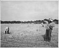 Harmony Community, Putnam County, Georgia.... The grain in this small field was cradled by hand. Her . . . - NARA - 521324.jpg