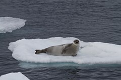 ♀ Гренландски тюлен