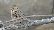 Thumbnail for File:Harris's Sparrow (8133641263).jpg