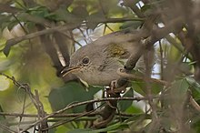 Hartert-s Camaroptera 110ND500 DSC7911.jpg