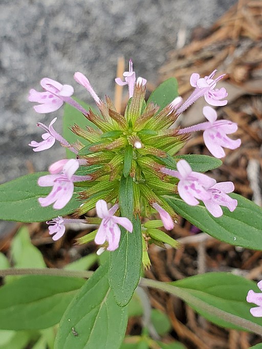 Hedeoma acinoides