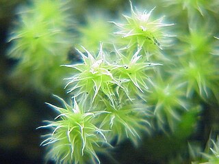 <i>Hedwigia ciliata</i> Species of moss