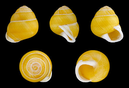 Helicostyla annulata (Unicoloured form)