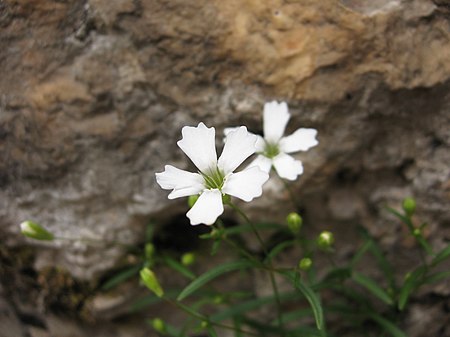 Heliosperma pusillum.jpg