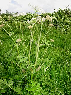 <i>Heracleum sphondylium</i> species of plant