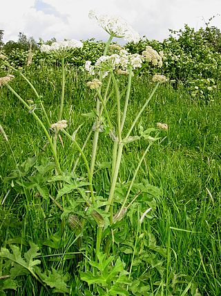 <i>Heracleum sphondylium</i> Species of flowering plant in the celery family Apiaceae