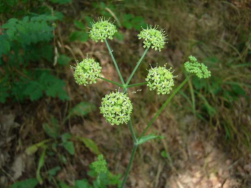 File:Heracleum sphondylium Vadassy1.JPG