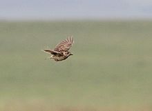 Bird in flight at Wakkerstroom, South Africa Heteromirafra ruddi, Wakkerstroom, Birding Weto, b.jpg