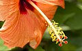 Hibiscus - close-up (4871698437).jpg