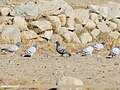 Hill Pigeons (Columba rupestris) and a Rock Dove (Columba livia), Gojal, Gilgit-Baltistan, Pakistan (26848688349).jpg